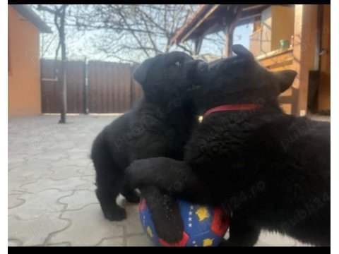 Türkiyenin en özel belçika kurdu yavruları black solid