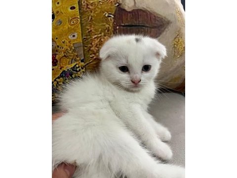 Scottish fold yavru kedilerimiz yeni yuvasını arıyor