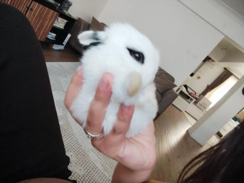 Yavru netherland dwarf tavşan