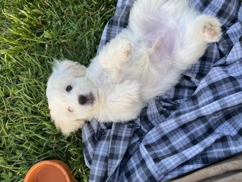 Yavru malta terrier