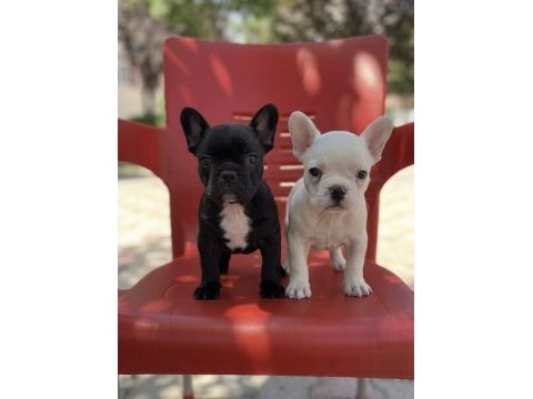 Safkan french bulldog yavruları