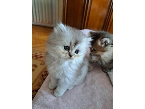British golden longhair ve silver bebeklerimiz