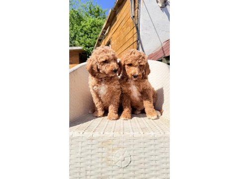 Dev gibi poodle yavrular