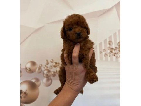 Çikolata toy poodle
