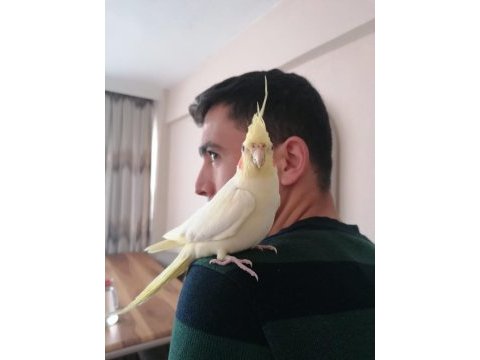 Ele kola alışkın lutino sultan papağanı