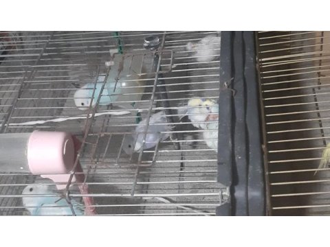 Kendim evde beslemekteyim ele alıştırmak için hazır kuşlar