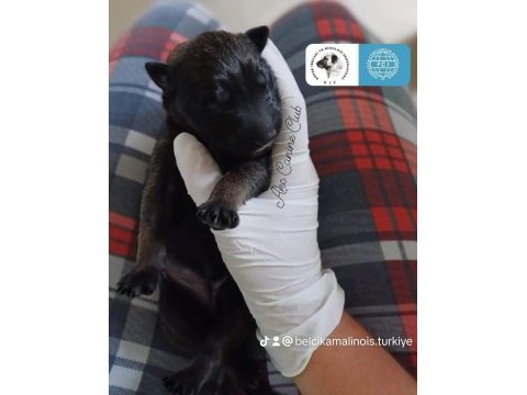 Fcı kıf secerelı ust duzey malinois yavrularım