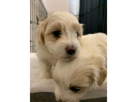 10 ocak doğumlu 1 kız ve 1 erkek terrier (rezerveye açık)