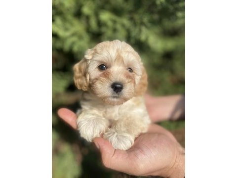 Maltipoo bebekler