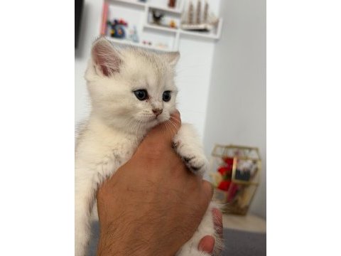 45 günlük british longhair yavrumuz