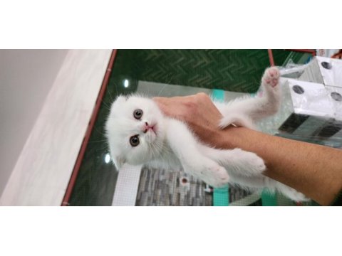 Nazlımın scottish fold bebekleri
