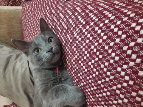 1 yaş, kısır erkek russian blue kedimiz