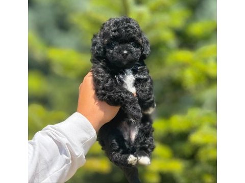Benimle tanışmadın mı hala maltipoo