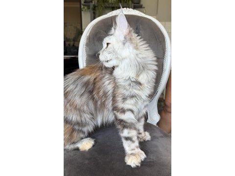 Maine coon xxxl polydactyl dişi sılver 66/66