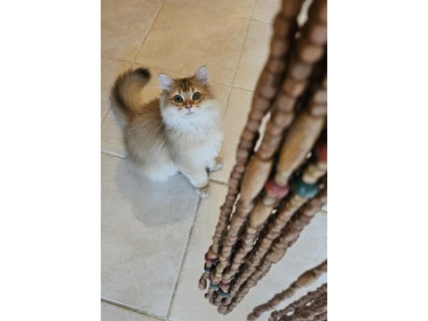 Golden british longhair bebeğimiz