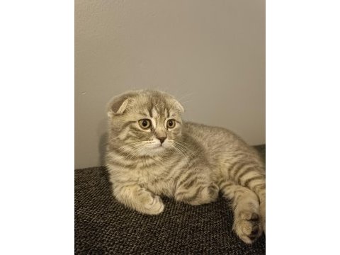 Scottish fold prensesim yeni yuvasını arıyor