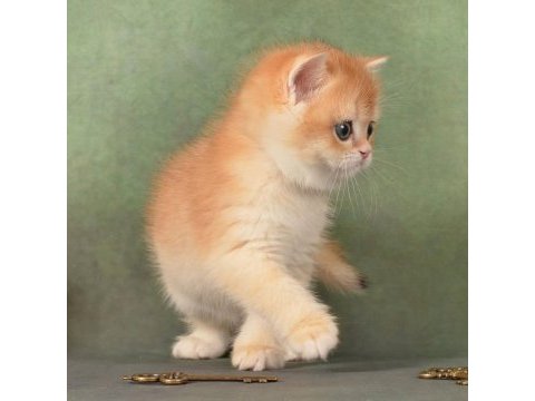 Manken gibi golden british shorthair 
