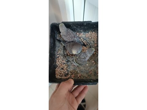Yavrulu takımlar ve yeni yeme düşmüş kuşlar