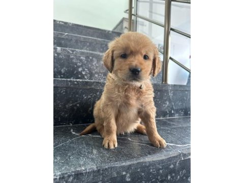 A kalite sağlık ırk garantili golden retriever yavrular