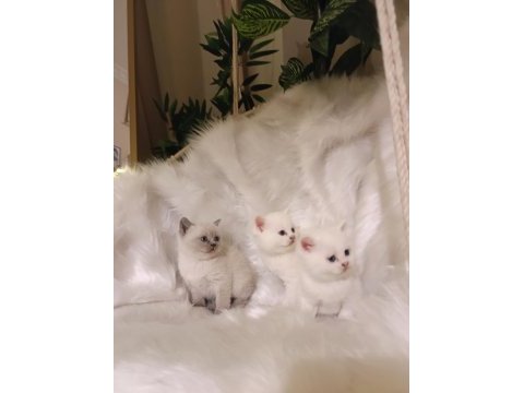 Sevimli british shorthair bebekler