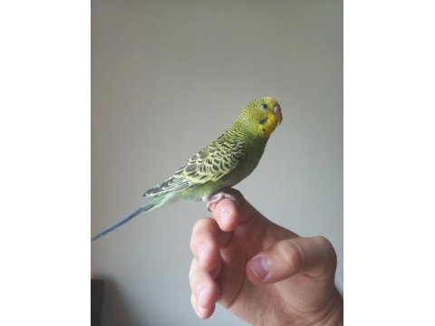Yakışıklı muhabbet kuşu oğlum