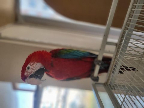 Bebek macaw
