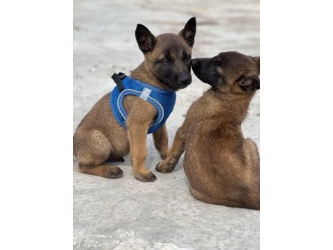 Şecereli ve şeceresiz malinois yavrular