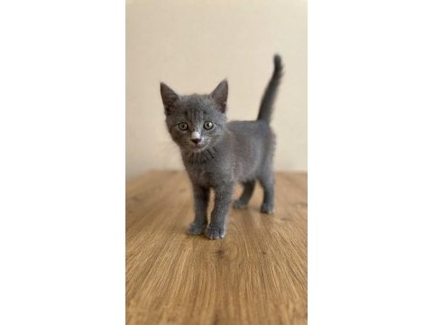 British shorthair dişi yavrumuz