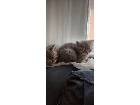 Uyguna british shorthair yavrular