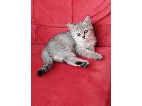 Safkan british yavrularımız