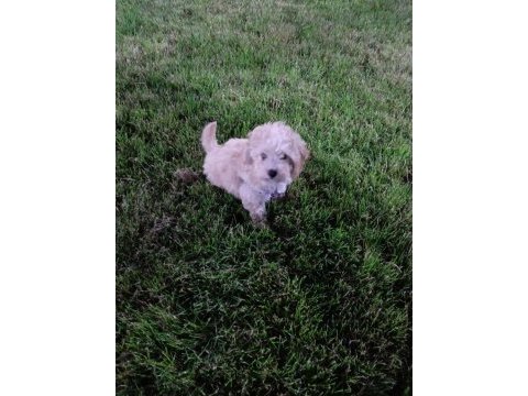 Maltipoo f2 dişi