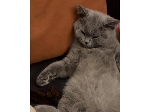 3 aylık british shorthair