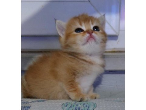 Safkan british shorthair aciklamayı okuyun lutfen