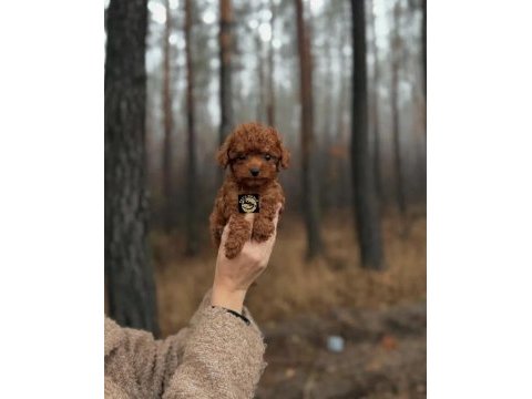 Pets world güvencesiyle toy poodle