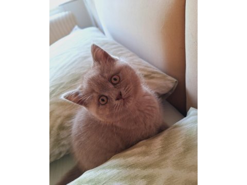 British shorthair lilac yavrumuz