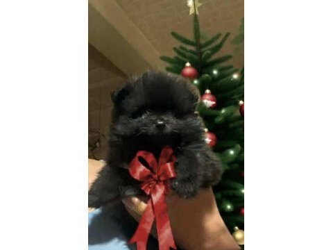 Sıfır boy pomeranian bebeğim türkiyede az bulunan renk uygun