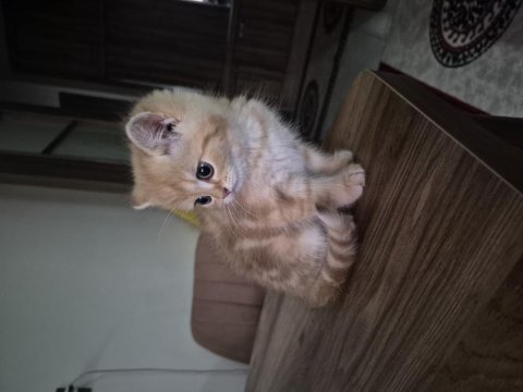 Oyun canlısı kucak delisi british longhair