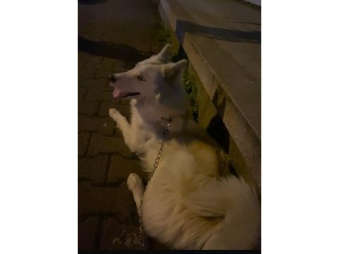 Mavi gözlü beyaz husky