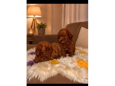 1 dişi ve 1 erkek toy köpekler yuvalarını arıyor