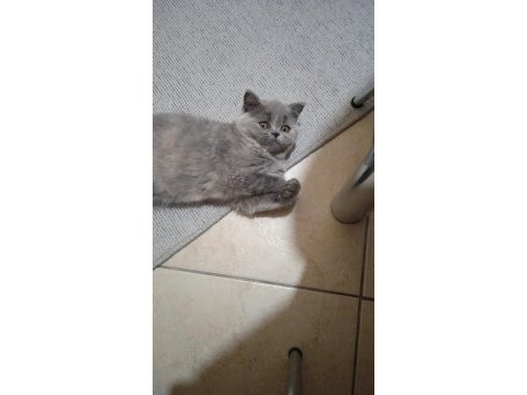 Ücretsiz sahiplendirilecek 7 aylık british shorthair