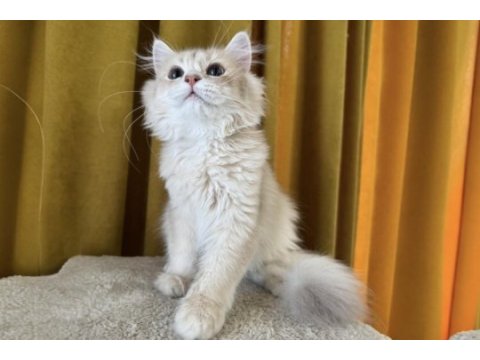 British longhair kedimiz paşa