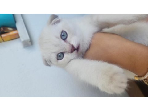 Safkan british shorthair ve longhair golden