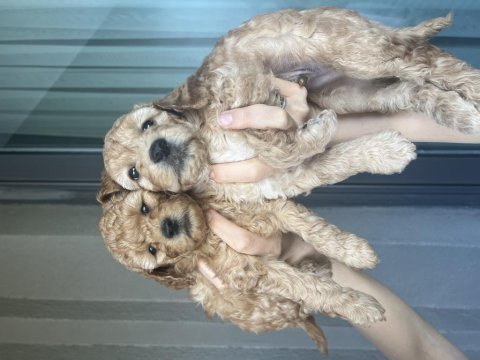 Poodle köpeğimiz yavruları