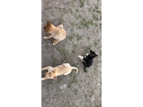 Çok uyguna yavru köpekler