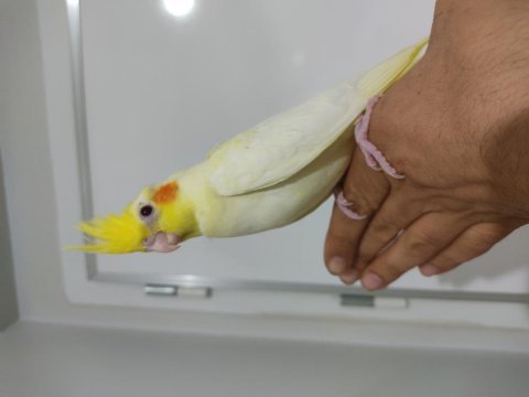 Ele alışık erkek bebek sultan papağanı