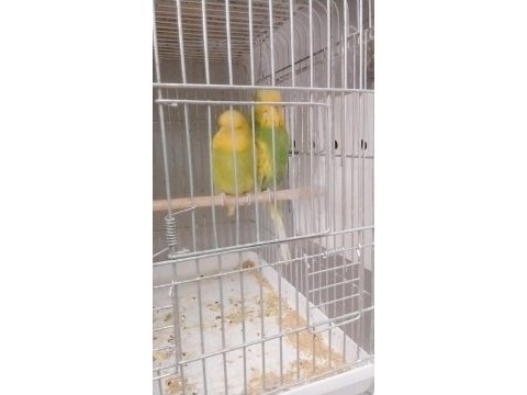 Her türlü muhabbet kuşu türü bulanmakta