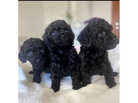 Toy poodle yavrularımız