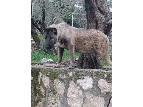 Orjinal kangal cinci köpekler