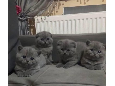 47 günlük scottish fold yavrular yeni yuvalarını arıyor