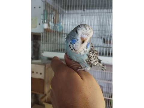 Yem yemeye başlayan ele alışık jumbo muhabbet yavrular